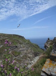 SX07294 Tree Mallow (Lavatera arborea) and Tintagel Castle ruins.jpg